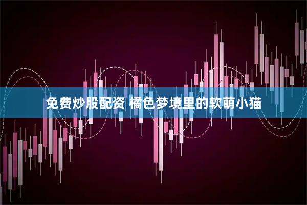 免费炒股配资 橘色梦境里的软萌小猫